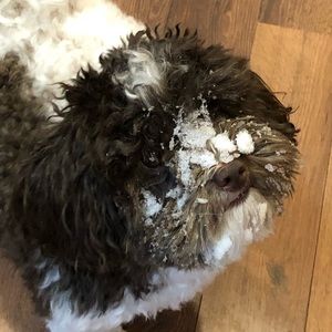 Meet your Posher, Allison